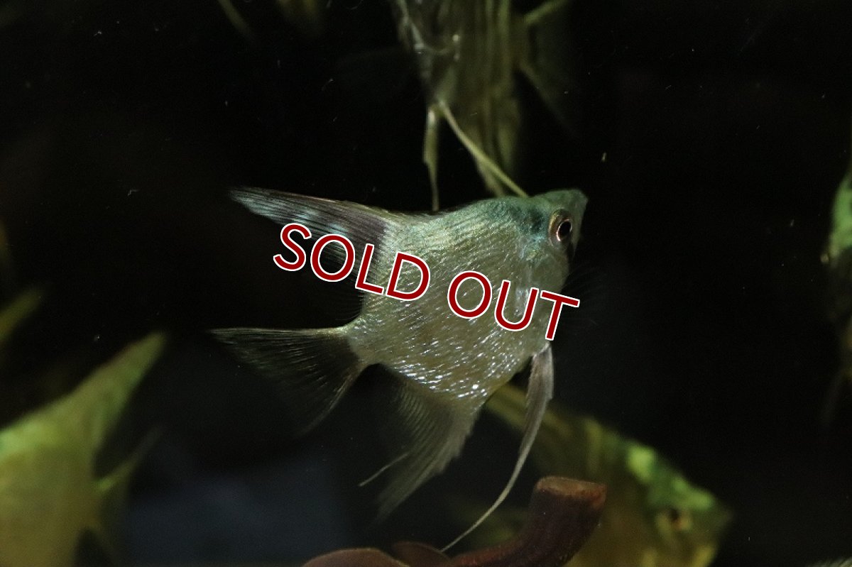 画像2: 【淡水魚】ダイヤモンドアバターターコイズエンゼルフィッシュ【1匹 サンプル画像】（エンゼルフィッシュ）（生体）（熱帯魚）NK (2)