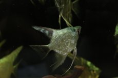 画像2: 【淡水魚】【通販】ダイヤモンドアバターターコイズエンゼルフィッシュ【1匹 サンプル画像】（エンゼルフィッシュ）（生体）（熱帯魚）NK (2)