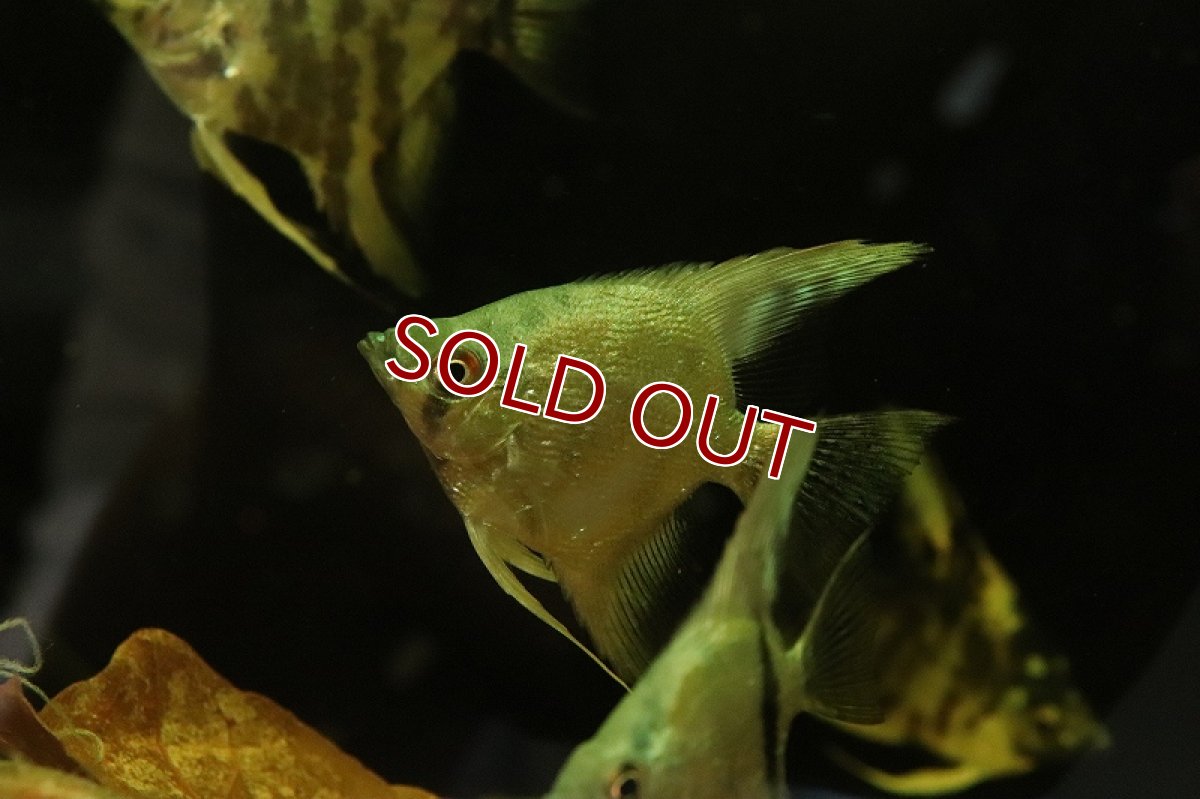 画像3: 【淡水魚】ダイヤモンドアバターターコイズエンゼルフィッシュ【1匹 サンプル画像】（エンゼルフィッシュ）（生体）（熱帯魚）NK (3)