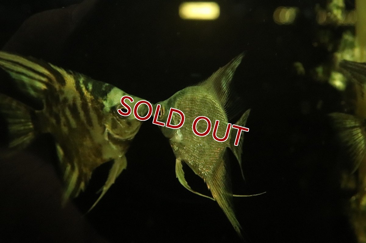 画像4: 【淡水魚】ダイヤモンドアバターターコイズエンゼルフィッシュ【1匹 サンプル画像】（エンゼルフィッシュ）（生体）（熱帯魚）NK (4)