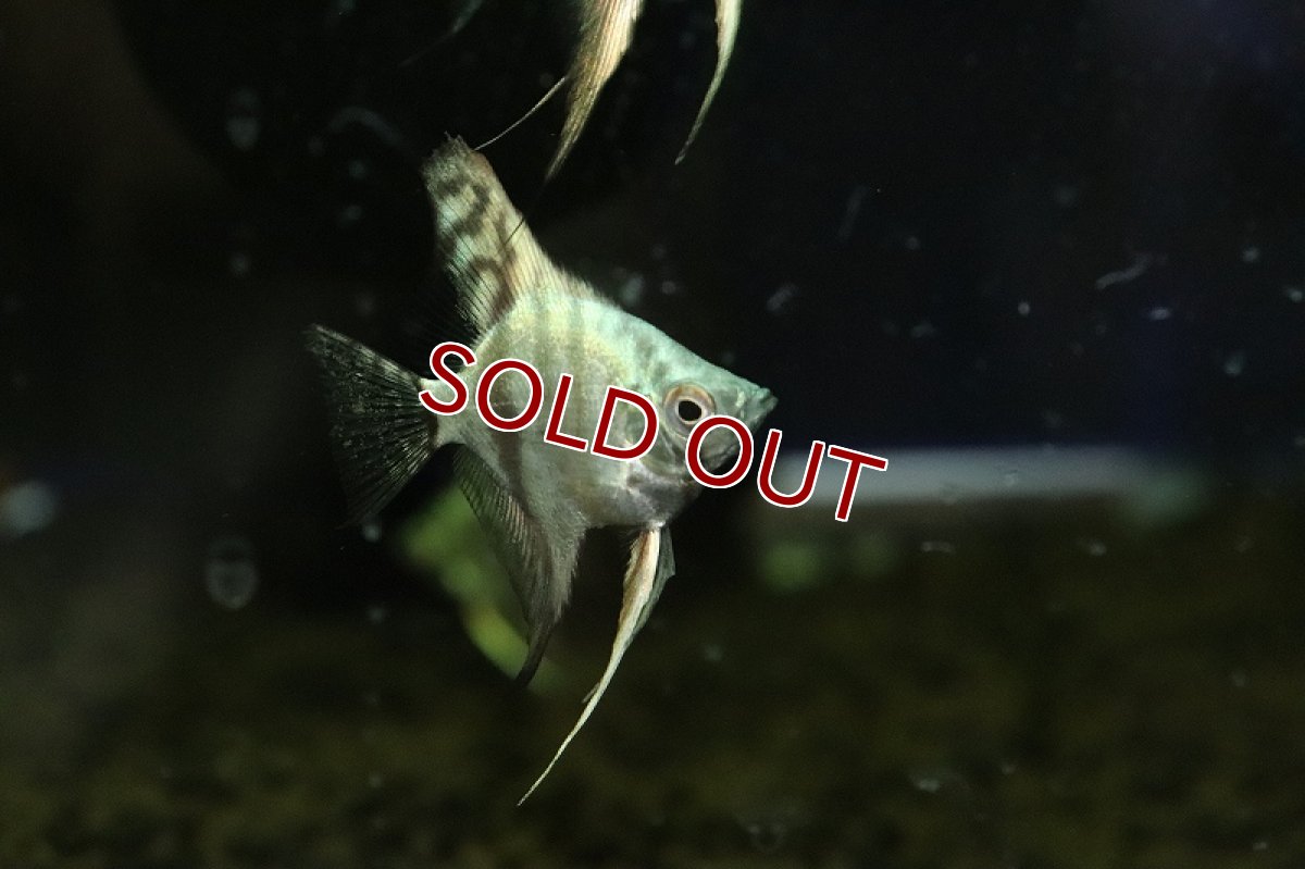 画像2: 【淡水魚】アバターターコイズグリーンエンゼルフィッシュ【1匹 サンプル画像】（エンゼルフィッシュ）（生体）（熱帯魚）NK (2)