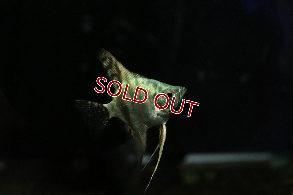 画像3: 【淡水魚】アバターターコイズグリーンエンゼルフィッシュ【1匹 サンプル画像】（エンゼルフィッシュ）（生体）（熱帯魚）NK (3)