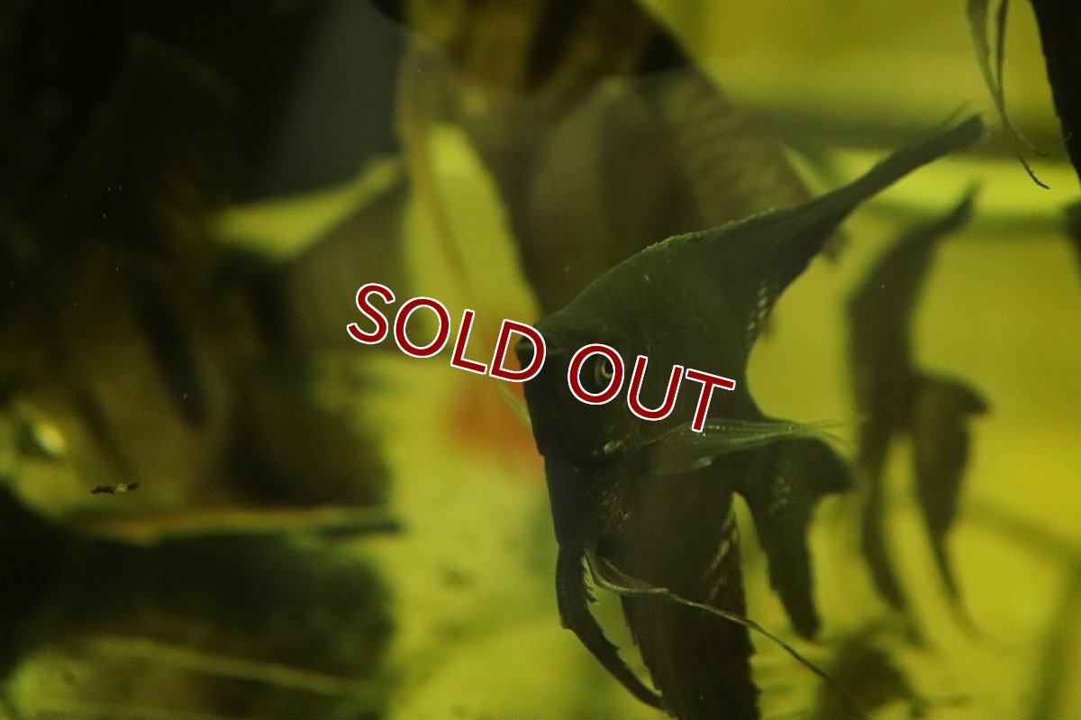 画像2: 【淡水魚】【通販】ロングフィン ブラックエンゼルフィッシュ【1匹 サンプル画像】（エンゼルフィッシュ）（生体）（熱帯魚）NK (2)