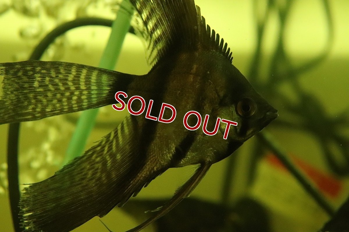 画像4: 【淡水魚】【通販】ロングフィン ブラックエンゼルフィッシュ【1匹 サンプル画像】（エンゼルフィッシュ）（生体）（熱帯魚）NK (4)