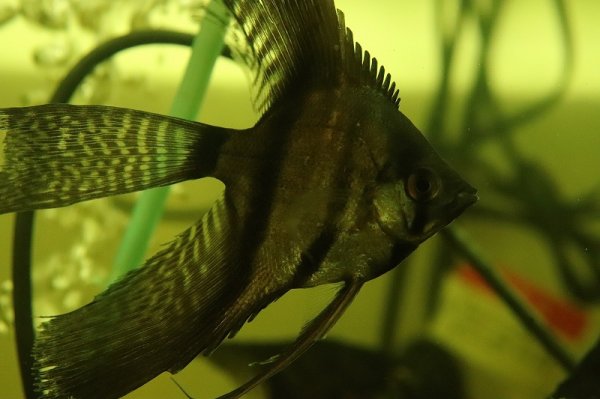 10％OFFクーポン対象個体】【淡水魚】【通販】ロングフィン ブラック