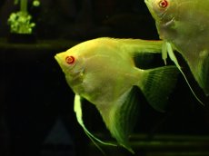 画像1: 【淡水魚】【通販】アルビノレッドネックマナカプルエンゼルフィッシュ【1匹 サンプル画像】(±7cm)（エンゼルフィッシュ）（生体）（熱帯魚）NK (1)