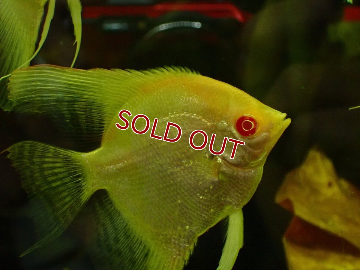 画像2: 【淡水魚】アルビノレッドネックマナカプルエンゼルフィッシュ【1匹 サンプル画像】(±7cm)（エンゼルフィッシュ）（生体）（熱帯魚）NK (2)