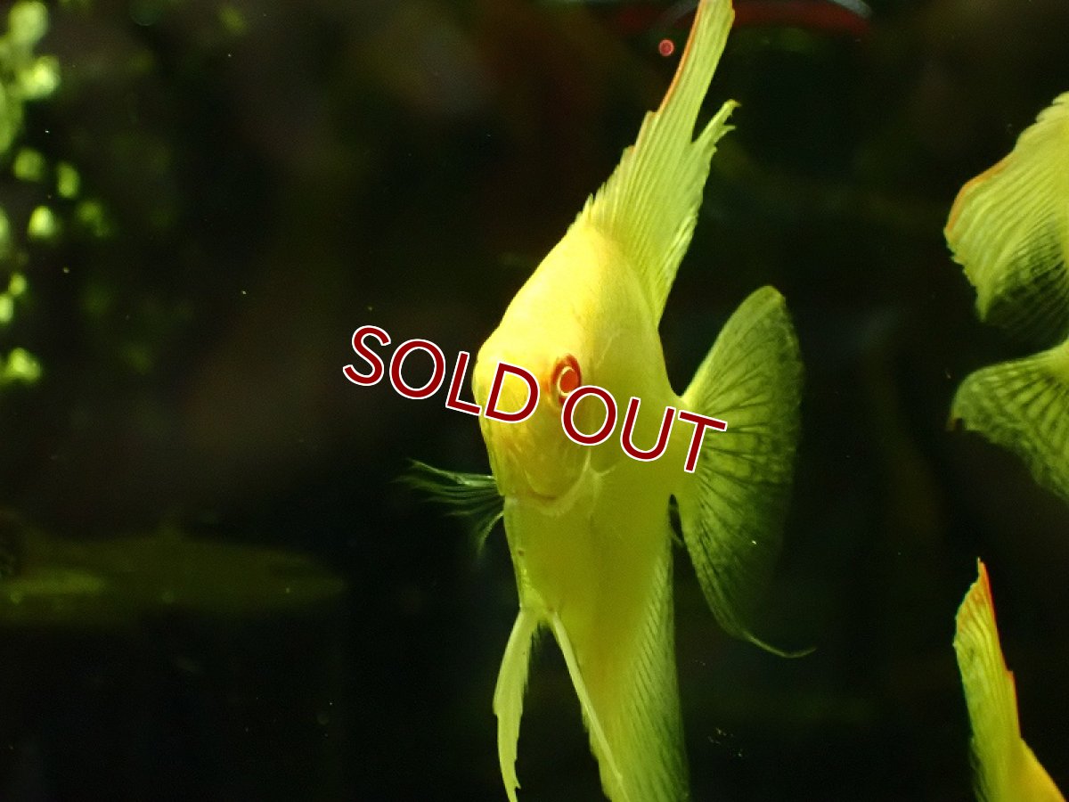 画像3: 【淡水魚】アルビノレッドネックマナカプルエンゼルフィッシュ【1匹 サンプル画像】(±7cm)（エンゼルフィッシュ）（生体）（熱帯魚）NK (3)