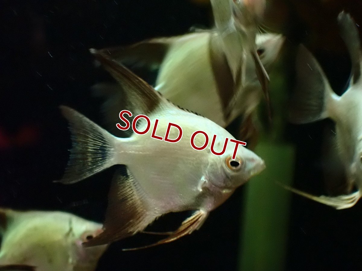 画像2: 【淡水魚】【通販】カモメエンゼルフィッシュ【1匹 サンプル画像】（エンゼルフィッシュ）（生体）（熱帯魚）NK (2)