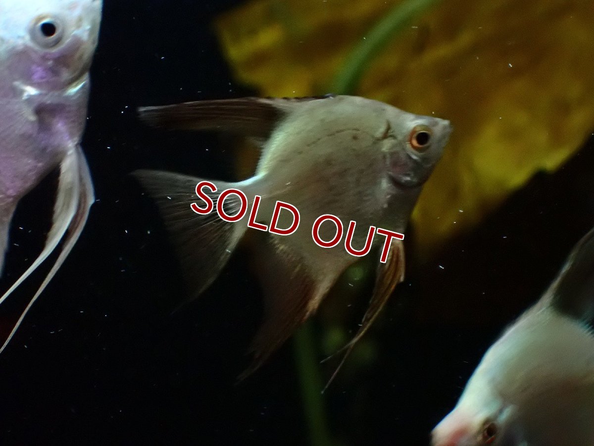 画像3: 【淡水魚】【通販】カモメエンゼルフィッシュ【1匹 サンプル画像】（エンゼルフィッシュ）（生体）（熱帯魚）NK (3)