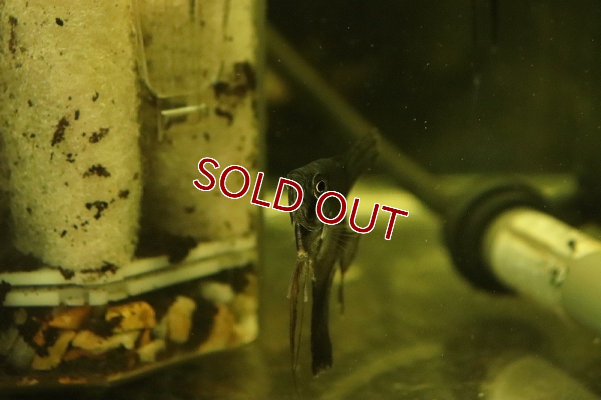 画像2: 【淡水魚】【通販】レア種 ブラックアバターブルーエンゼルフィッシュ【1匹 サンプル画像】（エンゼルフィッシュ）（生体）（熱帯魚）NK (2)