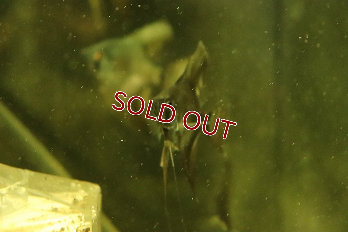 画像3: 【淡水魚】【通販】レア種 ブラックアバターブルーエンゼルフィッシュ【1匹 サンプル画像】（エンゼルフィッシュ）（生体）（熱帯魚）NK (3)