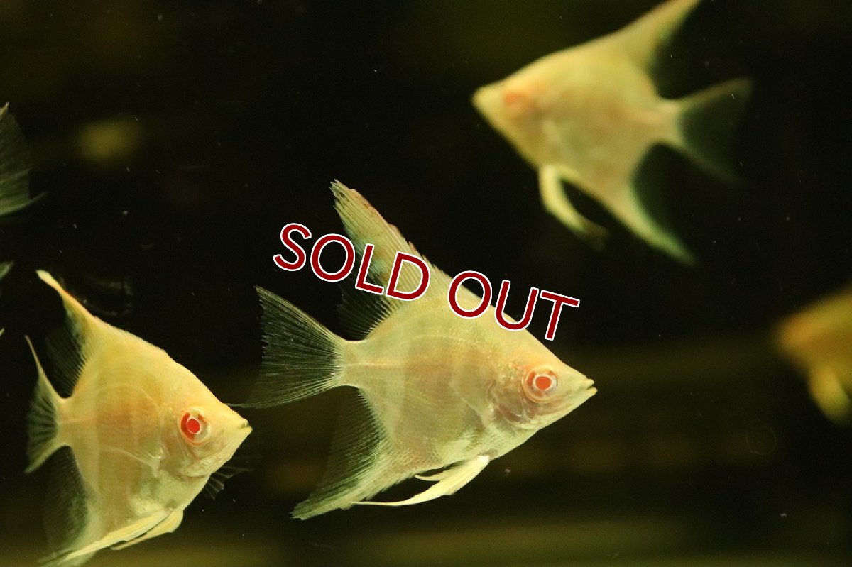 画像2: 【淡水魚】【通販】アルビノレッドサンタイザベルエンゼルフィッシュ【1匹 サンプル画像】（エンゼルフィッシュ）（生体）（熱帯魚）NK (2)