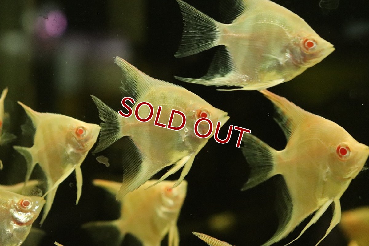 画像3: 【淡水魚】【通販】アルビノレッドサンタイザベルエンゼルフィッシュ【1匹 サンプル画像】（エンゼルフィッシュ）（生体）（熱帯魚）NK (3)