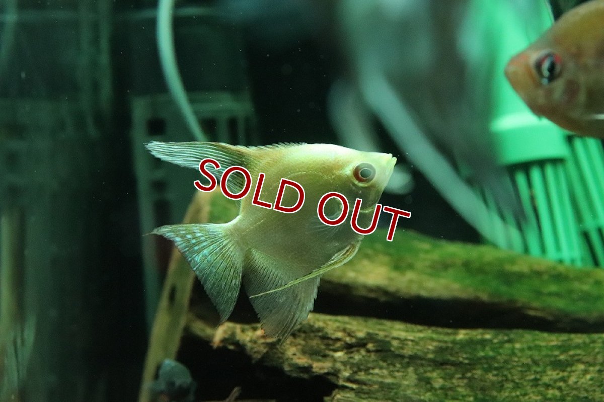 画像2: 【淡水魚】【通販】レア種 ゴールデンタイプ カモメエンゼルフィッシュ【1匹 サンプル画像】（エンゼル）（生体）（熱帯魚）NK (2)