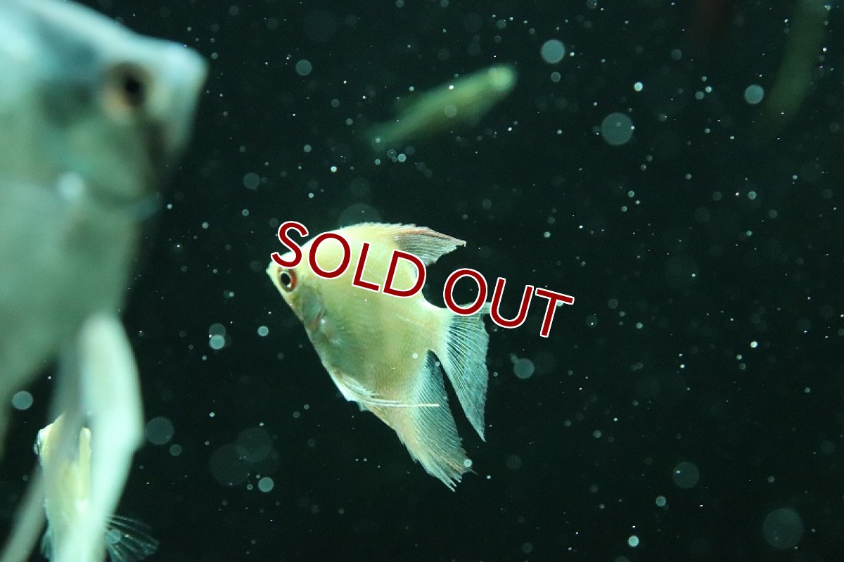 画像3: 【淡水魚】【通販】レア種 ゴールデンタイプ カモメエンゼルフィッシュ【1匹 サンプル画像】（エンゼル）（生体）（熱帯魚）NK (3)