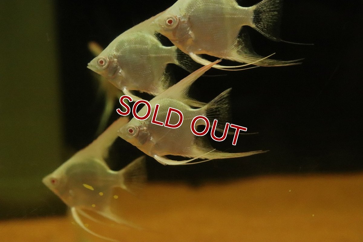 画像2: 【淡水魚】【通販】レア種 アルビノアバターブルーエンゼルフィッシュ【１匹 サンプル画像】(エンゼルフィッシュ)(生体)(熱帯魚)NK (2)