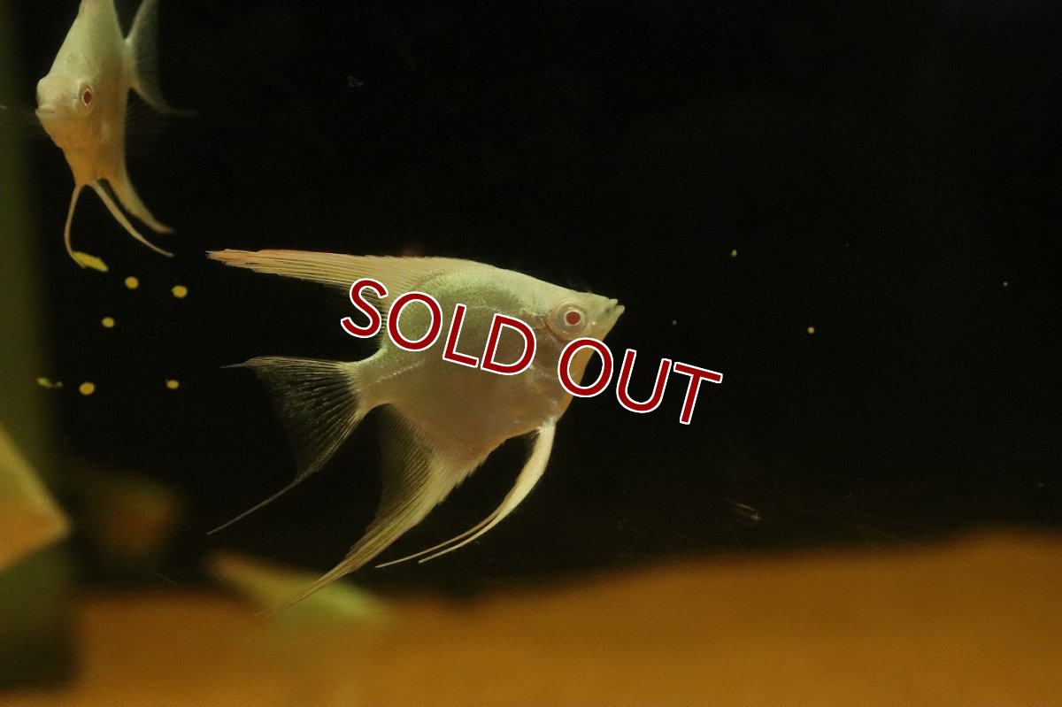 画像3: 【淡水魚】【通販】レア種 アルビノアバターブルーエンゼルフィッシュ【１匹 サンプル画像】(エンゼルフィッシュ)(生体)(熱帯魚)NK (3)