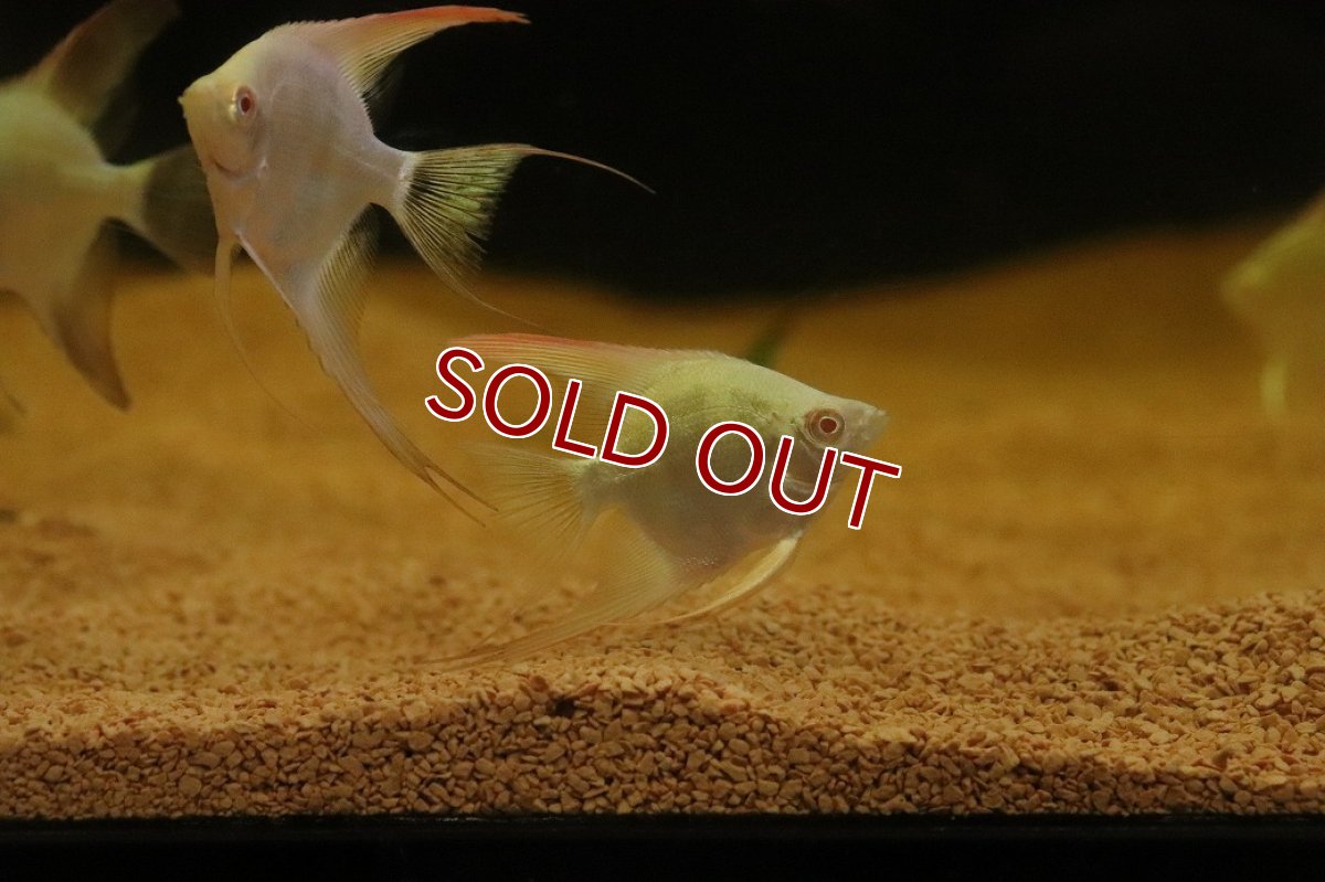 画像2: 【淡水魚】【通販】新着 オーロラエンゼルフィッシュ【１匹 サンプル画像】(エンゼルフィッシュ)(生体)(熱帯魚)NK (2)