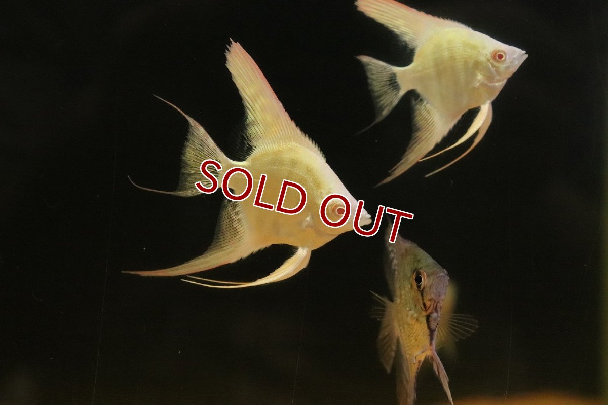 画像3: 【淡水魚】【通販】新着 オーロラエンゼルフィッシュ【１匹 サンプル画像】(エンゼルフィッシュ)(生体)(熱帯魚)NK (3)