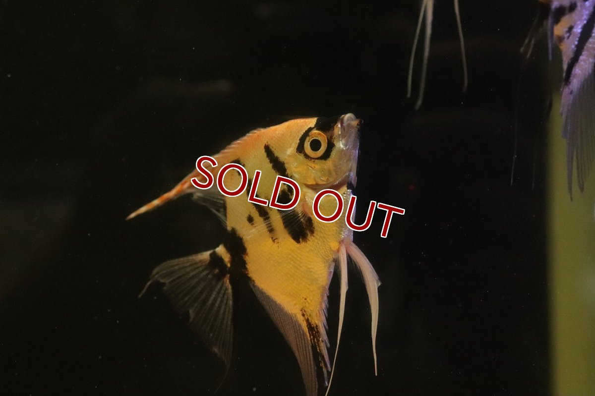 画像2: 【淡水魚】【通販】レッドネックトリカラーエンゼルフィッシュ【１匹 サンプル画像】(エンゼルフィッシュ)(生体)(熱帯魚)NK (2)