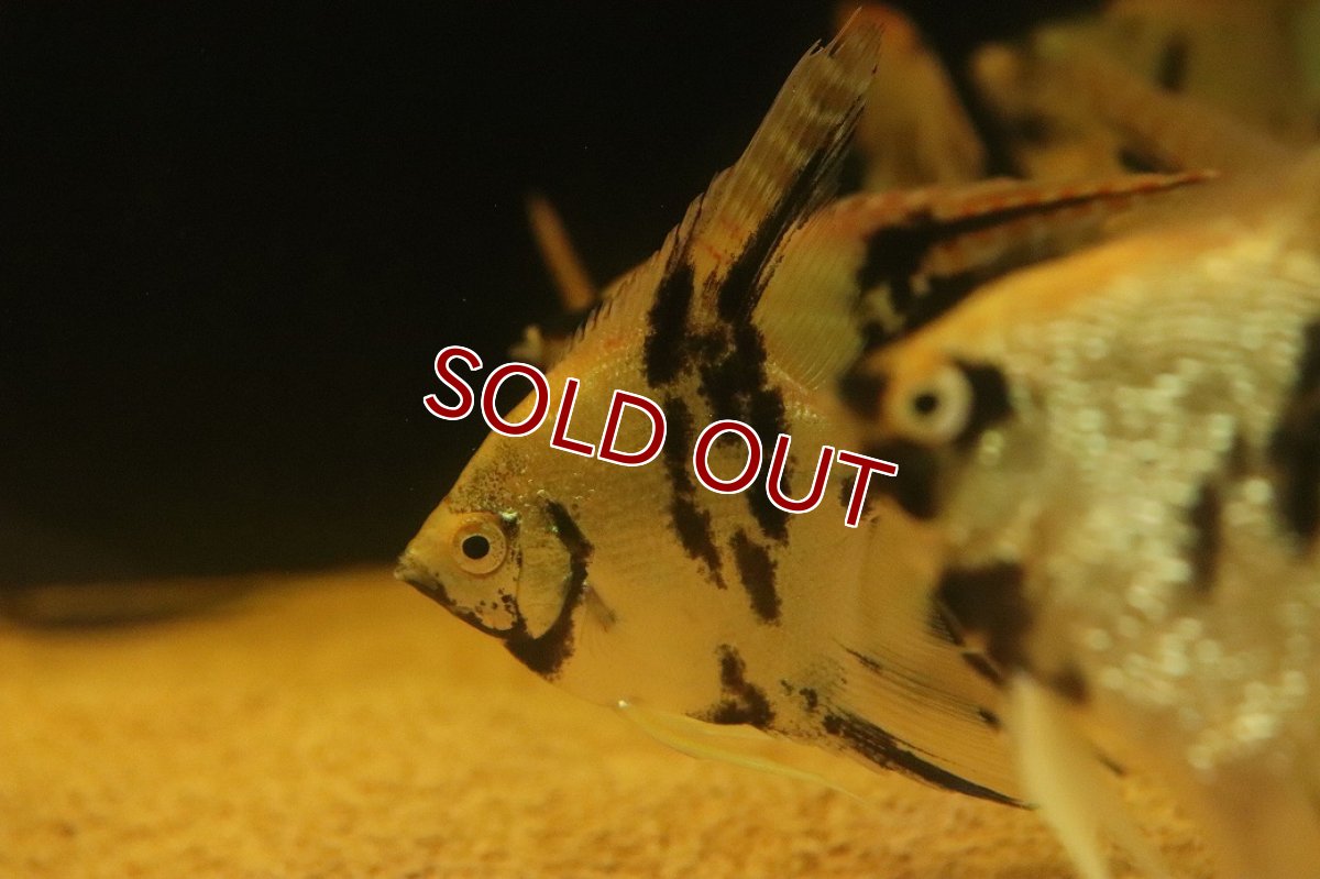 画像3: 【淡水魚】【通販】レッドネックトリカラーエンゼルフィッシュ【１匹 サンプル画像】(エンゼルフィッシュ)(生体)(熱帯魚)NK (3)