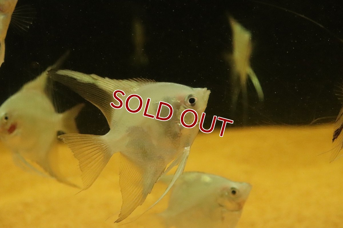 画像2: 【淡水魚】【通販】プラチナブルーブラックパンダエンゼルフィッシュ【１匹 サンプル画像】(エンゼルフィッシュ)(生体)(熱帯魚)NK (2)