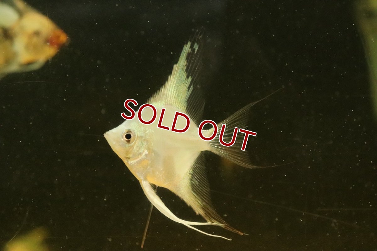 画像3: 【淡水魚】【通販】プラチナブルーブラックパンダエンゼルフィッシュ【１匹 サンプル画像】(エンゼルフィッシュ)(生体)(熱帯魚)NK (3)