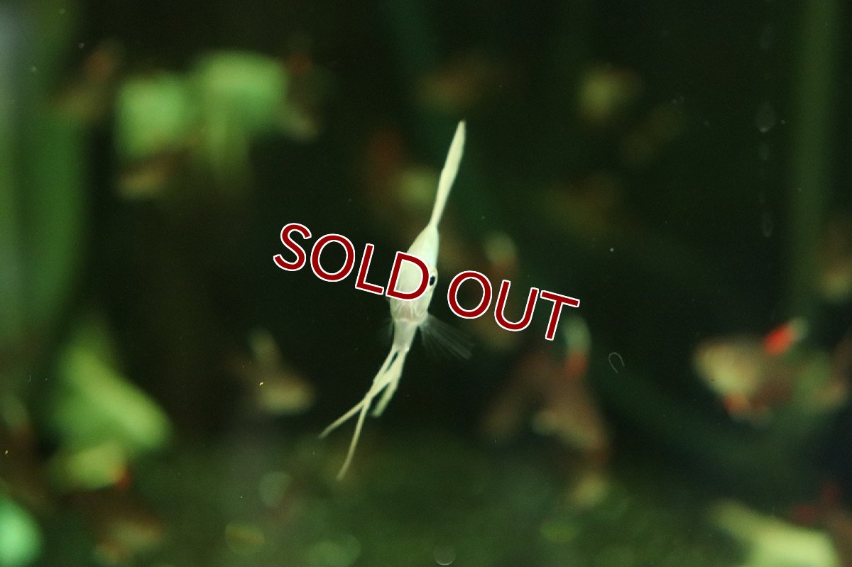 画像2: 【淡水魚】【通販】プラチナエンゼルフィッシュ【１匹 サンプル画像】(エンゼルフィッシュ)(生体)(熱帯魚)NK (2)