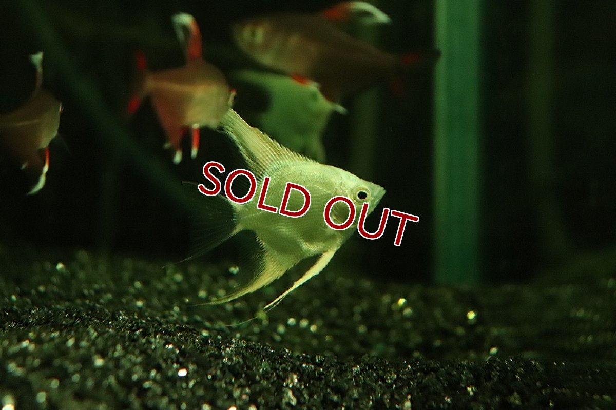 画像3: 【淡水魚】【通販】プラチナエンゼルフィッシュ【１匹 サンプル画像】(エンゼルフィッシュ)(生体)(熱帯魚)NK (3)