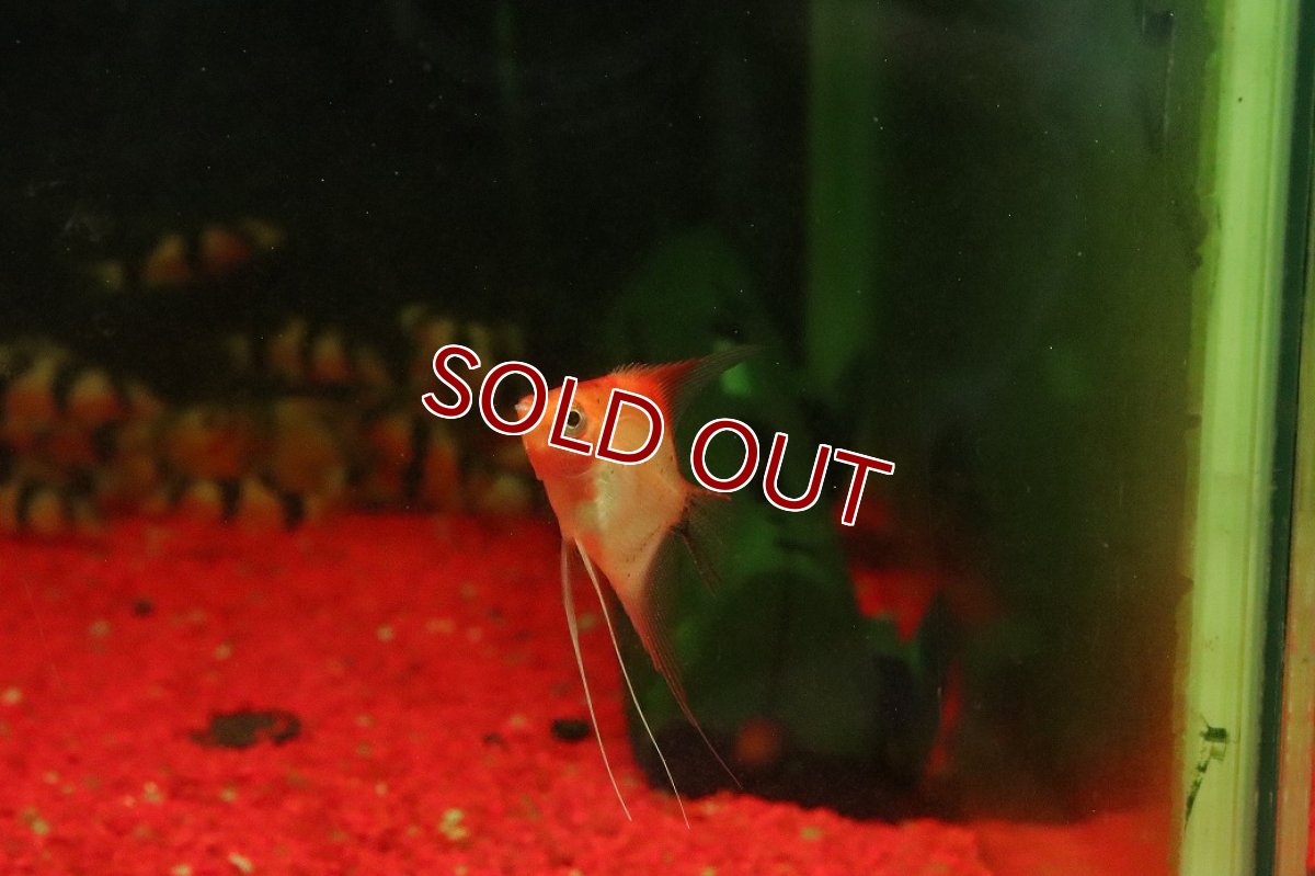 画像2: 【淡水魚】【通販】スーパーレッドデビルエンゼルフィッシュ【１匹 サンプル画像】(エンゼルフィッシュ)(生体)(熱帯魚)NK (2)