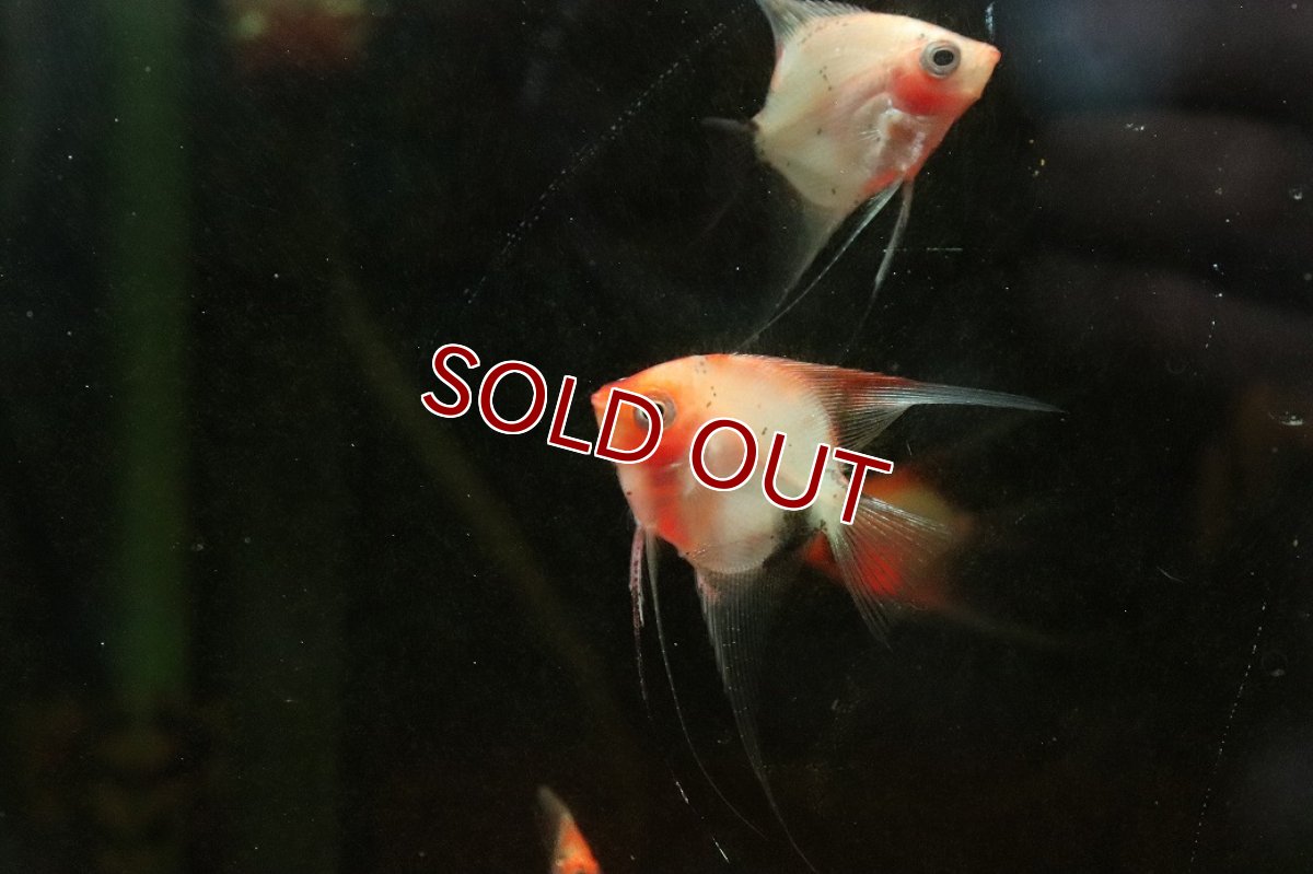 画像3: 【淡水魚】【通販】スーパーレッドデビルエンゼルフィッシュ【１匹 サンプル画像】(エンゼルフィッシュ)(生体)(熱帯魚)NK (3)