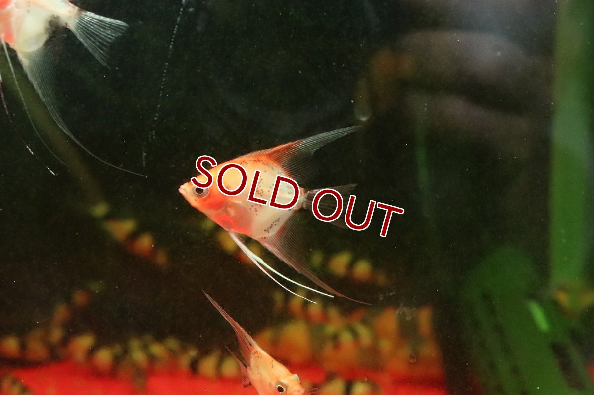 画像4: 【淡水魚】【通販】スーパーレッドデビルエンゼルフィッシュ【１匹 サンプル画像】(エンゼルフィッシュ)(生体)(熱帯魚)NK (4)