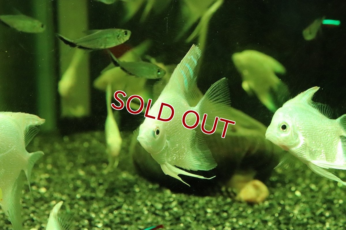 画像2: 【淡水魚】【通販】ダイヤモンドプラチナエンゼルフィッシュ【１匹 サンプル画像】(アピストグラマ)(生体)(熱帯魚)NKAP (2)