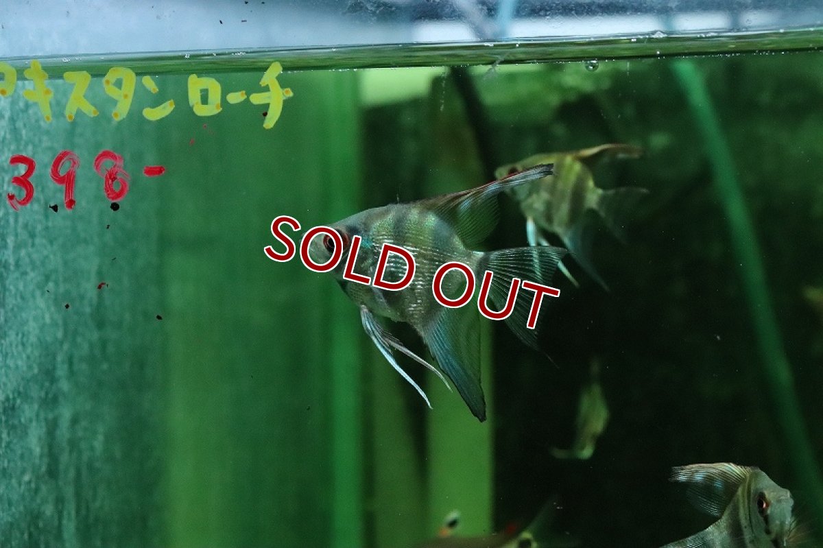 画像2: 【淡水魚】【通販】ゼブラエンゼルフィッシュ【１匹 サンプル画像】(エンゼルフィッシュ)(生体)(熱帯魚)NK (2)