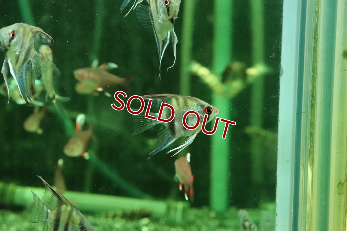 画像3: 【淡水魚】【通販】ゼブラエンゼルフィッシュ【１匹 サンプル画像】(エンゼルフィッシュ)(生体)(熱帯魚)NK (3)