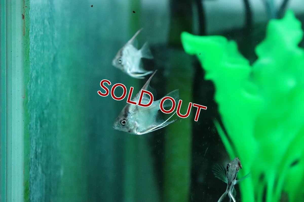 画像2: 【淡水魚】【通販】ゴーストエンゼルフィッシュ【１匹 サンプル画像】(エンゼルフィッシュ)(生体)(熱帯魚)NK (2)