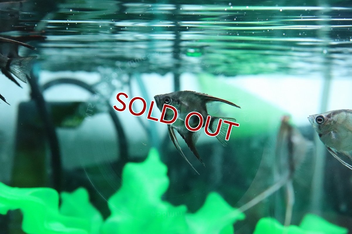 画像2: 【淡水魚】【通販】レースエンゼルフィッシュ【１匹 サンプル画像】(エンゼルフィッシュ)(生体)(熱帯魚)NK (2)