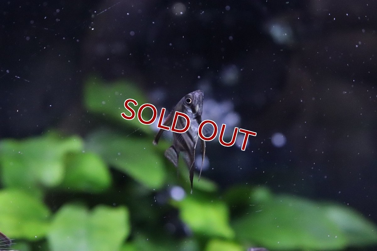 画像3: 【淡水魚】【通販】大特価 アバターレースエンゼルフィッシュ【１匹 サンプル画像】(エンゼルフィッシュ)(生体)(熱帯魚)NK (3)