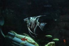 画像1: 【淡水魚】【通販】アバターマーブルエンゼルフィッシュ【１匹 サンプル画像】(エンゼルフィッシュ)(生体)(熱帯魚)NK (1)