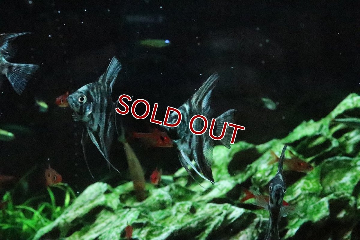 画像2: 【淡水魚】【通販】アバターマーブルエンゼルフィッシュ【１匹 サンプル画像】(エンゼルフィッシュ)(生体)(熱帯魚)NK (2)