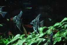 画像2: 【淡水魚】【通販】アバターマーブルエンゼルフィッシュ【１匹 サンプル画像】(エンゼルフィッシュ)(生体)(熱帯魚)NK (2)