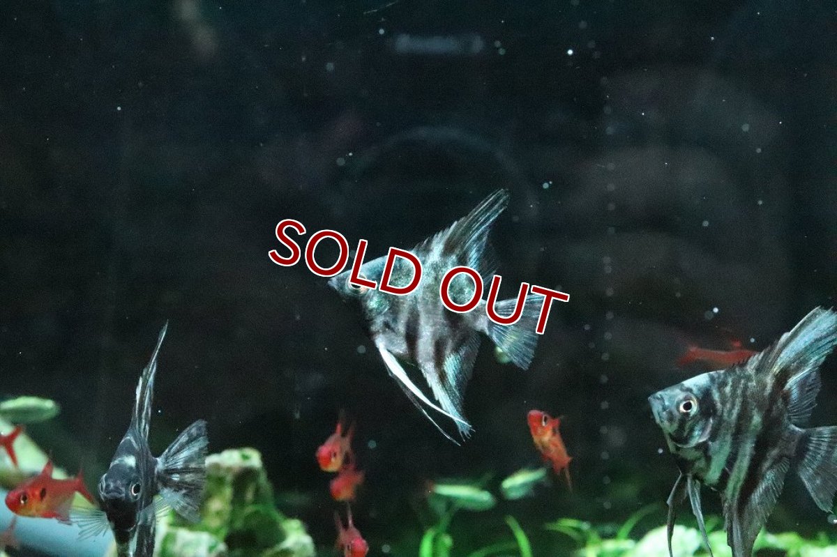 画像3: 【淡水魚】【通販】アバターマーブルエンゼルフィッシュ【１匹 サンプル画像】(エンゼルフィッシュ)(生体)(熱帯魚)NK (3)