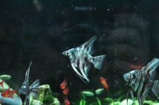 画像3: 【淡水魚】【通販】アバターマーブルエンゼルフィッシュ【１匹 サンプル画像】(エンゼルフィッシュ)(生体)(熱帯魚)NK (3)