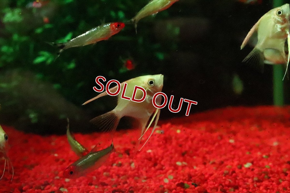 画像1: 【淡水魚】【通販】ゴールデンエンゼルフィッシュ【１匹 サンプル画像】(エンゼルフィッシュ)(生体)(熱帯魚)NK (1)