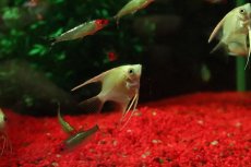 画像1: 【淡水魚】【通販】ゴールデンエンゼルフィッシュ【１匹 サンプル画像】(エンゼルフィッシュ)(生体)(熱帯魚)NK (1)