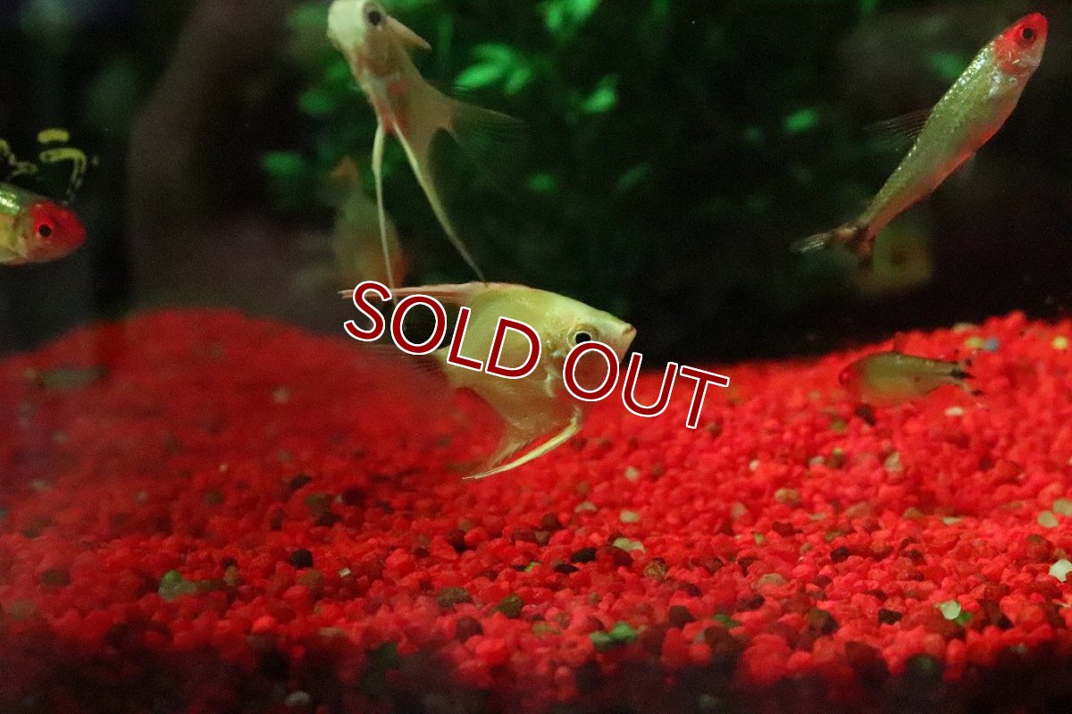 画像2: 【淡水魚】【通販】ゴールデンエンゼルフィッシュ【１匹 サンプル画像】(エンゼルフィッシュ)(生体)(熱帯魚)NK (2)