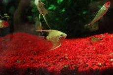 画像2: 【淡水魚】【通販】ゴールデンエンゼルフィッシュ【１匹 サンプル画像】(エンゼルフィッシュ)(生体)(熱帯魚)NK (2)