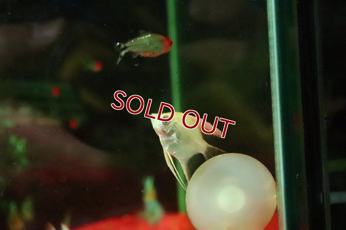 画像3: 【淡水魚】【通販】ゴールデンエンゼルフィッシュ【１匹 サンプル画像】(エンゼルフィッシュ)(生体)(熱帯魚)NK (3)