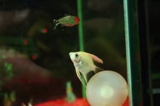 画像3: 【淡水魚】【通販】ゴールデンエンゼルフィッシュ【１匹 サンプル画像】(エンゼルフィッシュ)(生体)(熱帯魚)NK (3)